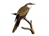 Yellow-billed Cuckoo (Coccyzus americanus) BD0112