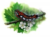 Yellow-tailed Moth caterpillar (Euproctis similis) IN004