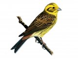 Yellowhammer (Emberiza citrinella) BD0500