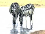 Zebra (Equus quagga) M001