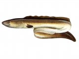 F061 - Eel (conger) Conger conger