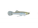 Mosquitofish (Gambusia affinis) male F002