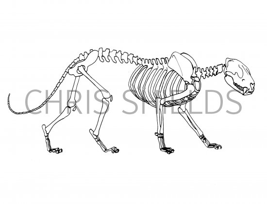 Jaguar Skeleton (Panthera onca) M002 Illustration | Mammal ... fish skeleton diagram 