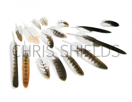 Red Kite feathers (Milvus milvus) BD0593 | Bird Illustrations by Chris