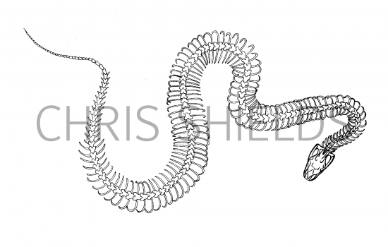 RS221 - Burmese python skeleton (Pythonmolurus bivittatus) Illustration ...