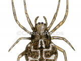Gorse Orbweaver Spider (Agalenatea redii) SP0016