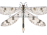 Antlion (Palpares libelluloides) IN0016