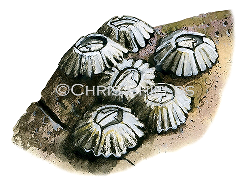 Barnacle (Chthamalus stellatus) OS0012