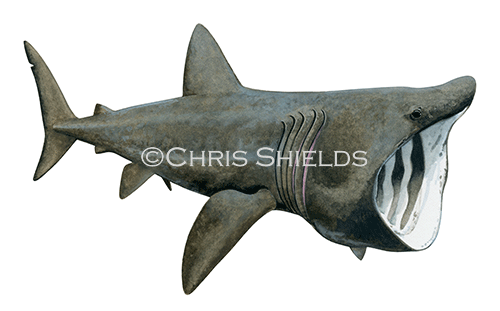 F006 - Basking Shark (Cetorhinus maximus)