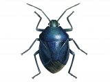 Blue shieldbug (Zicrona caerulea) IN001