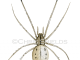 Comb-footed Spider (Enoplognatha ovata) SP0013
