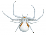 Crab Spider female (Misumena vatia) SP0014