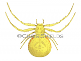 Crab Spider female (Misumena vatia) SP0014