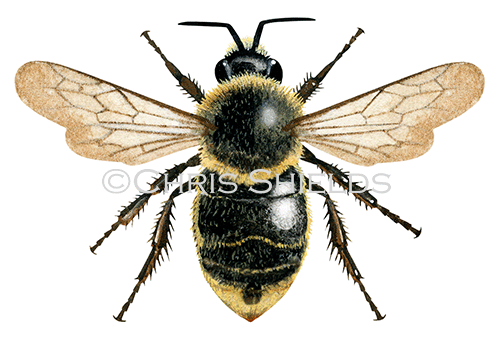 Cuckoo Bumblebee female (Bombus campestris) IH0043