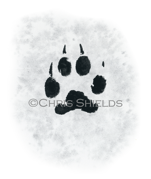 Domestic Dog footprint (Canis lupus familiaris) M014