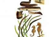 F059 - Eels, Pipefish & Seahorses complete spread