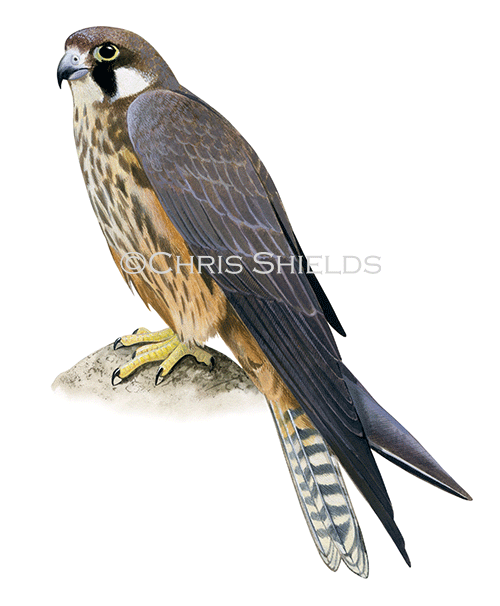 Eleonoraâ€™s Falcon (Falco eleonorae) BD0621