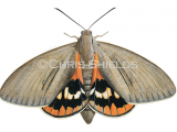Fan Palm Moth (Paysandisia archon) IN0019