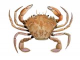 Harbour Crab (Liocarcinus depurator) OS001
