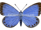 Holly Blue (female) Celastrina argiolus L0099