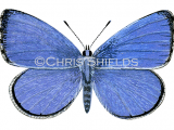 Holly Blue (male) Celastrina argiolus L0100