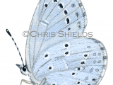 Holly Blue (male) Celastrina argiolus L0101