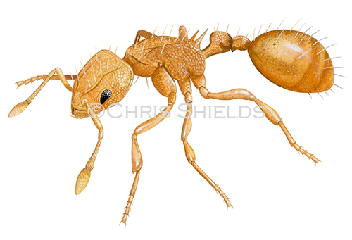 Little Fire Ant (Wasmannia auropunctata) IH017