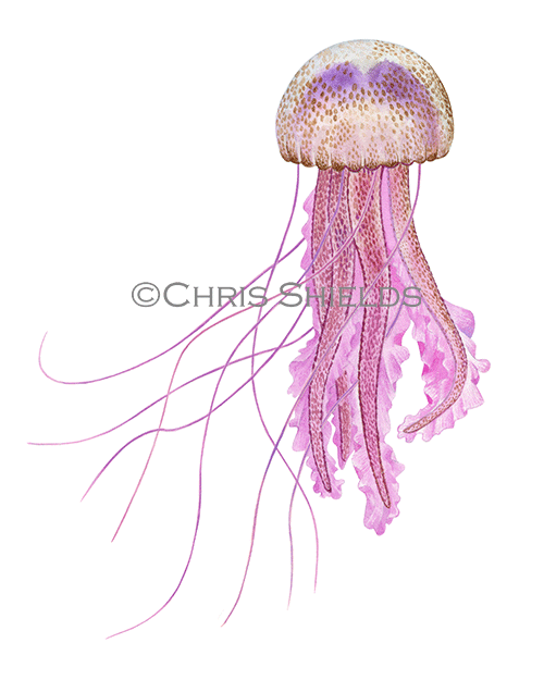 Mauve Stinger Jellyfish (Pelagia noctiluca) OS059