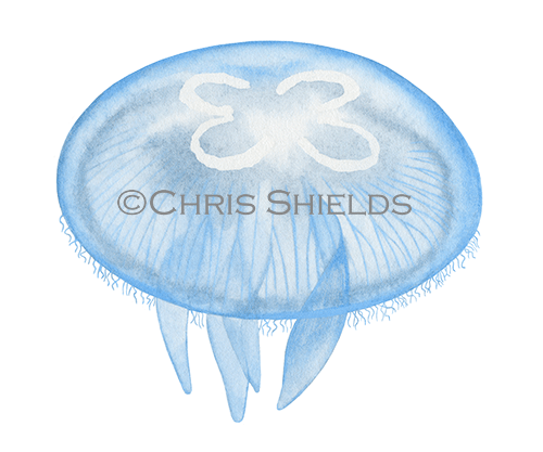 Moon Jellyfish (Aurelia aurita) OS060