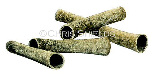Peacpck Worm tubes (Sabella pavonia) OS0032