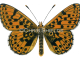 Pearl-boadered Fritillary (Boloria euphrosyne) L0077