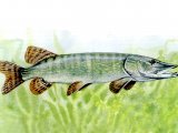 F065 - Pike (Esox lucius)