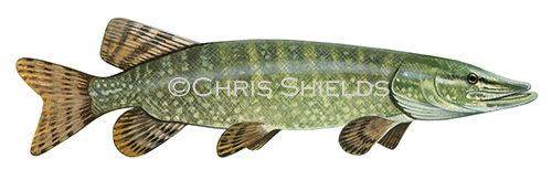 Pike (Esox lucius) F0063