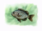 F071 - Pumpkinseed Sunfish (Lepomis gibbosus)
