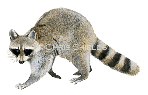 Raccoon (Procyon lotor) M001