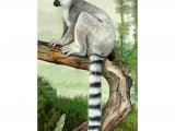 Ring-tailed Lemur (Lemur catta) M003