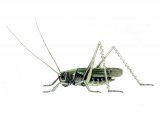 Roeselâ€™s Bush Cricket (Metrioptera roeselii) IN002