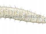 Sandfly Larvae (Phlebotomus perniciosus) OS0086