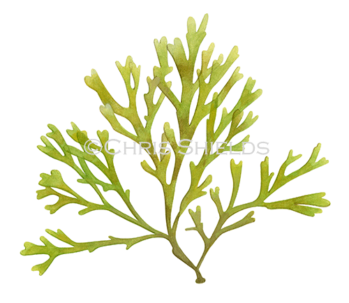 Seaweed (Rugulopteryx okamurae) BT0338
