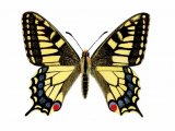 Swallowtail Butterfly (Papilio machaon) IN002
