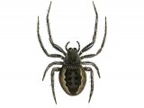 Walnut Orb Weaver Spider (Nutenea umbratica) OS00