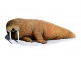 Walrus (Odobenus rosmarus) M002