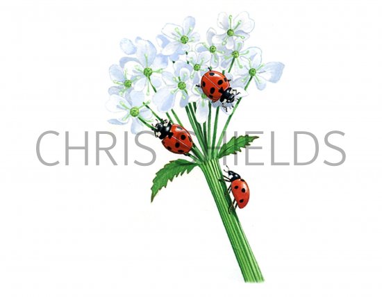 Illustration of Seven-spot Ladybird (Coccinella 7-punctata) (#0902)