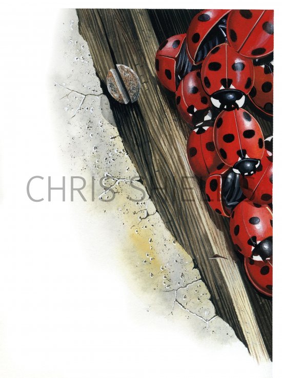 Illustration of Seven-spot Ladybird (Coccinella 7-punctata) (#0919)