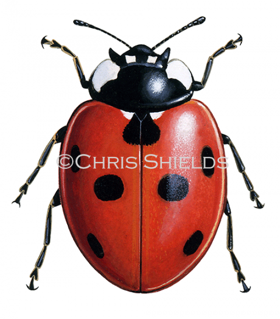 Illustration of Seven-spot Ladybird (Coccinella 7-punctata) (#0893)