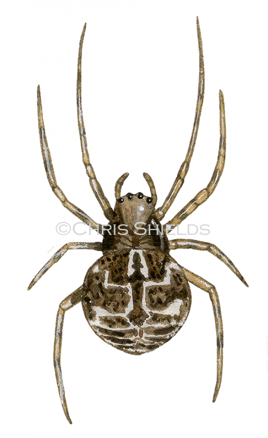 Illustration of Gorse Orbweaver Spider (Agalenatea redii) (#4534)