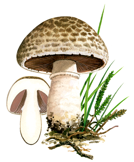 Illustration of Agaricus porphyrocephalus (#1597)
