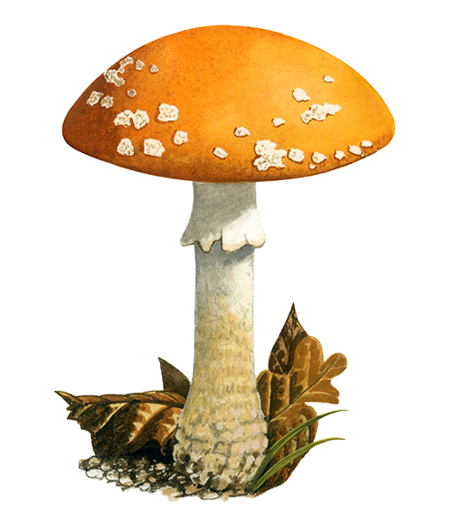 Illustration of Amanita muscaria var. formosa (#4435)