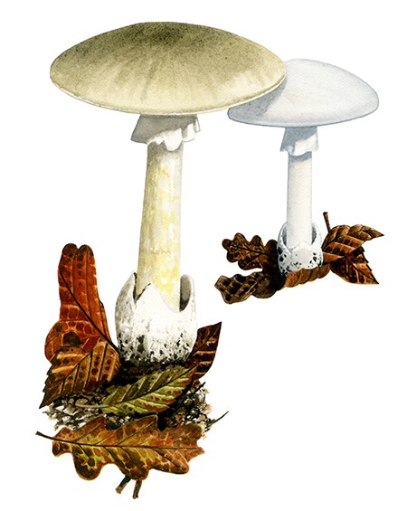 Illustration of Amanita phalloides (Deathcap) (#4443)