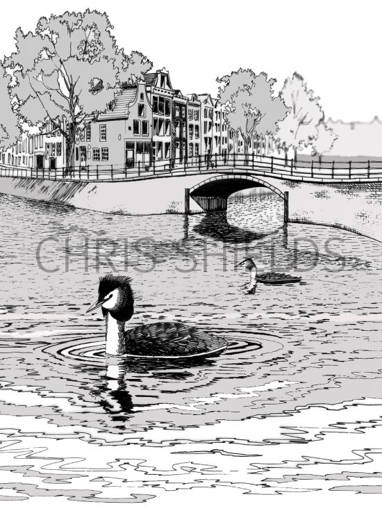 Illustration of Great Crested Grebe (Podiceps cristatus) (#0448)
